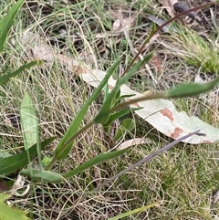 Craspedia variabilis at Rendezvous Creek, ACT - 29 Sep 2024