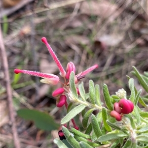 Grevillea lanigera at Rendezvous Creek, ACT - 29 Sep 2024