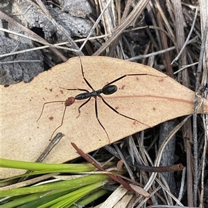 Leptomyrmex erythrocephalus at Rendezvous Creek, ACT - 29 Sep 2024