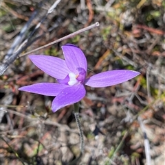 Glossodia major (Wax Lip Orchid) at Bruce, ACT - 1 Oct 2024 by NedJohnston