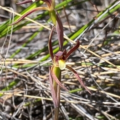 Lyperanthus suaveolens (Brown Beaks) at Bruce, ACT - 1 Oct 2024 by NedJohnston