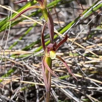 Lyperanthus suaveolens (Brown Beaks) at Bruce, ACT - 1 Oct 2024 by NedJohnston