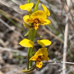 Diuris nigromontana (Black Mountain Leopard Orchid) at Bruce, ACT - 1 Oct 2024 by NedJohnston