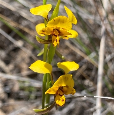 Diuris nigromontana (Black Mountain Leopard Orchid) at Bruce, ACT - 1 Oct 2024 by NedJohnston