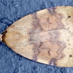 Detounda leptoplasta at Bulli, NSW - 5 Oct 2024 by jb2602