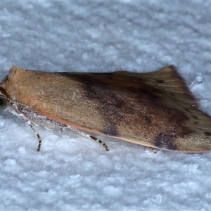 Detounda leptoplasta at Bulli, NSW - 5 Oct 2024