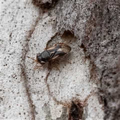 Stylogeocoris elongatus (A big-eyed bug) at Higgins, ACT - 6 Oct 2024 by Untidy