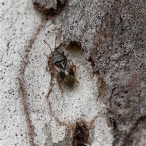 Stylogeocoris elongatus at Higgins, ACT - 6 Oct 2024