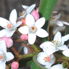 Philotheca myoporoides subsp. myoporoides (Long-leaf Waxflower) at Tinderry, NSW - 6 Oct 2024 by Harrisi