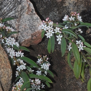 Philotheca myoporoides subsp. myoporoides at Tinderry, NSW - suppressed