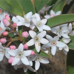 Philotheca myoporoides subsp. myoporoides at Tinderry, NSW - suppressed