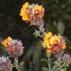 Oxylobium ellipticum at Tinderry, NSW - suppressed