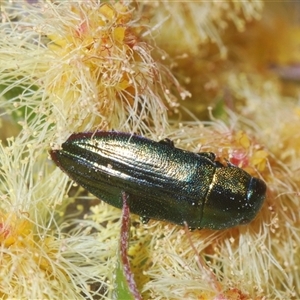 Melobasis obscurella at Tinderry, NSW - 6 Oct 2024