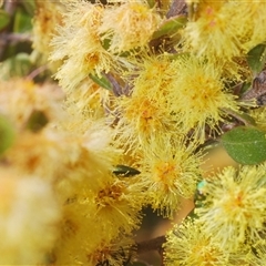 Melobasis obscurella at Tinderry, NSW - suppressed