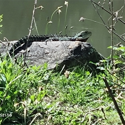 Intellagama lesueurii howittii (Gippsland Water Dragon) at Gordon, ACT - 5 Oct 2024 by ChrisHolder