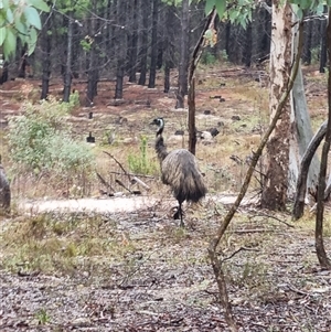 Dromaius novaehollandiae at Uriarra Village, ACT - 26 Sep 2024