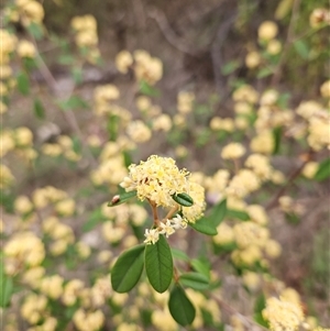 Pomaderris andromedifolia subsp. andromedifolia at Oaks Estate, ACT - 4 Oct 2024