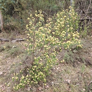 Pomaderris andromedifolia subsp. andromedifolia at Oaks Estate, ACT - 4 Oct 2024