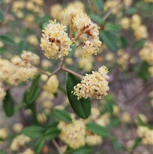 Pomaderris andromedifolia subsp. andromedifolia at Oaks Estate, ACT - 4 Oct 2024