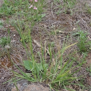 Panicum effusum at Conder, ACT - 7 Jan 2024 04:15 PM