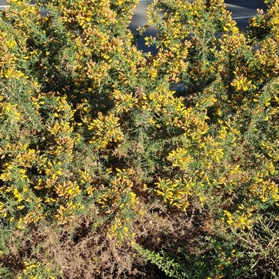 Ulex europaeus (Gorse) at Capital Hill, ACT - 6 Oct 2024 by Mike