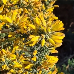 Ulex europaeus at Capital Hill, ACT - 7 Oct 2024