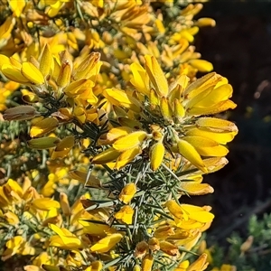 Ulex europaeus at Capital Hill, ACT - 7 Oct 2024