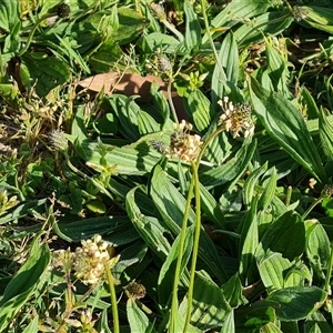 Plantago lanceolata at Capital Hill, ACT - 7 Oct 2024