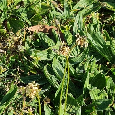 Plantago lanceolata (Ribwort Plantain, Lamb's Tongues) at Capital Hill, ACT - 6 Oct 2024 by Mike