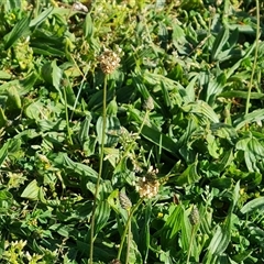 Plantago lanceolata at Capital Hill, ACT - 7 Oct 2024