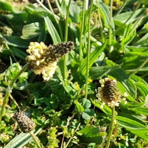 Plantago lanceolata at Capital Hill, ACT - 7 Oct 2024