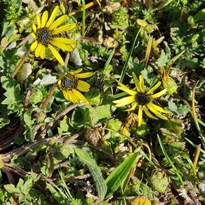 Arctotheca calendula at Capital Hill, ACT - 7 Oct 2024