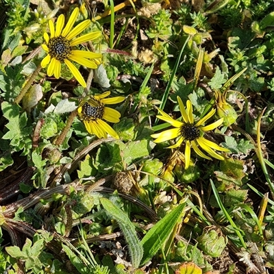 Arctotheca calendula (Capeweed, Cape Dandelion) at Capital Hill, ACT - 7 Oct 2024 by Mike