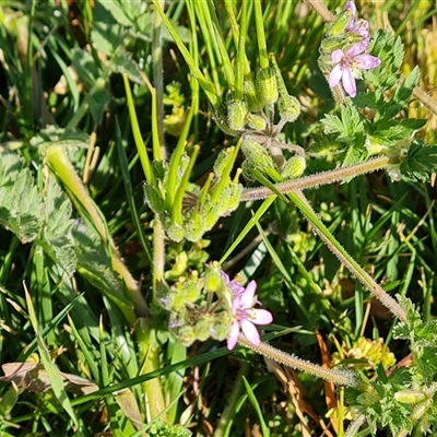 Erodium cicutarium (Common Storksbill, Common Crowfoot) at Capital Hill, ACT - 6 Oct 2024 by Mike