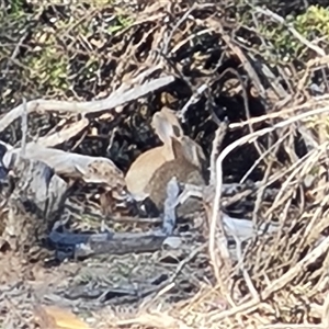 Oryctolagus cuniculus at Capital Hill, ACT - 7 Oct 2024