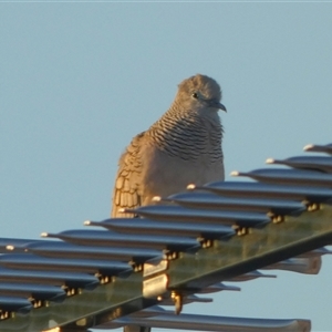 Geopelia placida at South Hedland, WA - 1 Sep 2024 08:46 AM