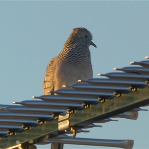 Geopelia placida at South Hedland, WA - 1 Sep 2024 08:46 AM