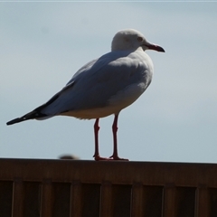 Chroicocephalus novaehollandiae (Silver Gull) at Port Hedland, WA - 3 Sep 2024 by Paul4K