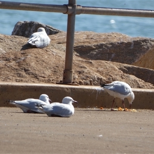 Chroicocephalus novaehollandiae at Port Hedland, WA - 3 Sep 2024