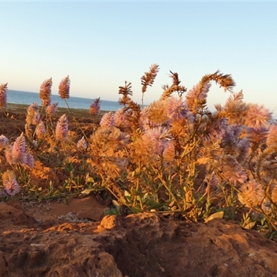 Ptilotus exaltatus at Boodarie, WA - 3 Sep 2024 by Paul4K