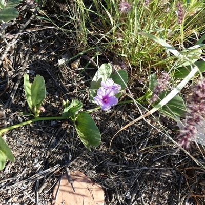 Ipomoea costata at Port Hedland, WA - 4 Sep 2024 by Paul4K