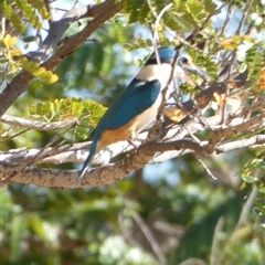 Todiramphus sanctus (Sacred Kingfisher) at Port Hedland, WA - 4 Sep 2024 by Paul4K