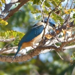 Todiramphus sanctus at Port Hedland, WA - 4 Sep 2024