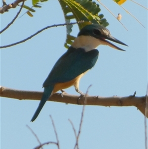 Todiramphus sanctus at Port Hedland, WA - 4 Sep 2024 10:24 AM