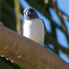 Artamus leucorynchus (White-breasted Woodswallow) at Port Hedland, WA - 4 Sep 2024 by Paul4K