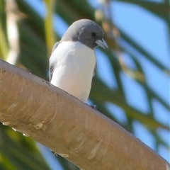 Artamus leucorynchus at Port Hedland, WA - 4 Sep 2024 10:45 AM