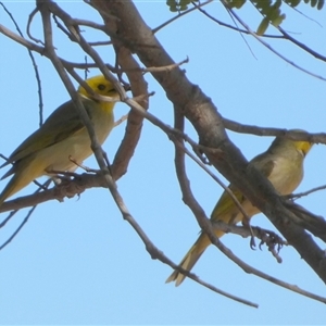 Ptilotula penicillata (White-plumed Honeyeater) at Port Hedland, WA by Paul4K