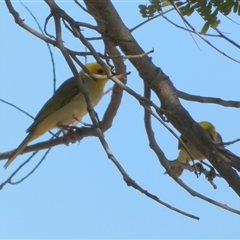 Ptilotula penicillata at Port Hedland, WA - 4 Sep 2024