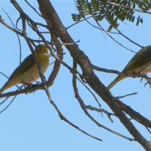 Ptilotula penicillata at Port Hedland, WA - 4 Sep 2024