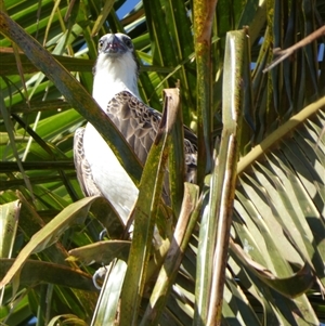 Pandion haliaetus at Port Hedland, WA - 4 Sep 2024